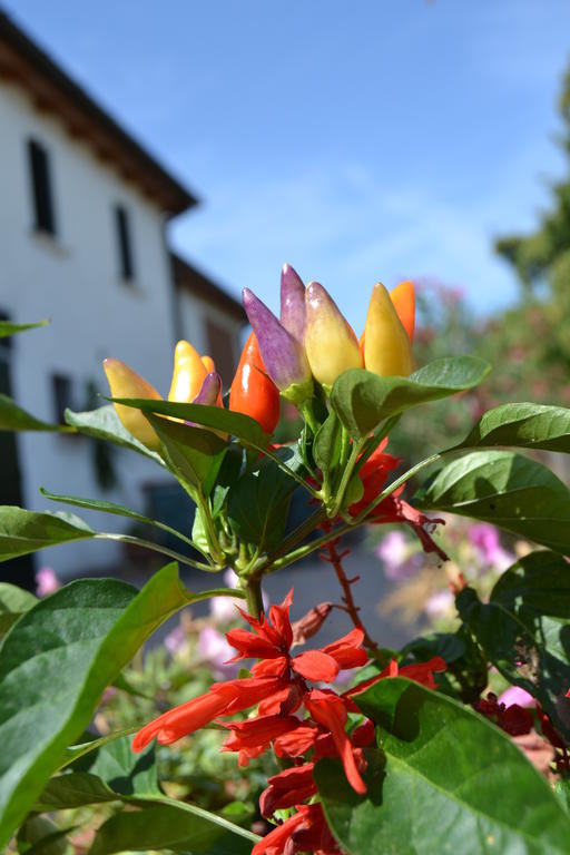 Country House Bucaneve Rovolon Buitenkant foto